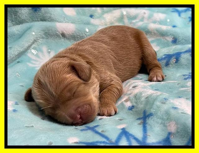 Hunnie Checkers Rebel 1 week old 231