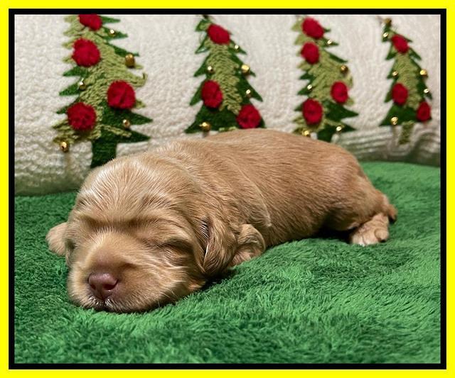 Hunnie Checkers Rebel 2 week old 221