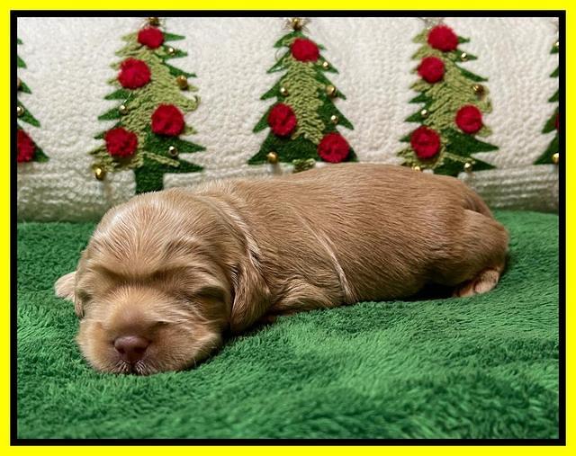 Hunnie Checkers Rebel 2 week old 241