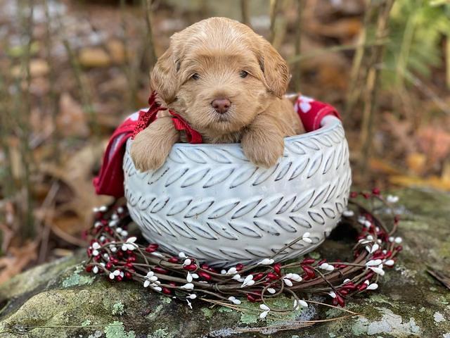Hunnie Checkers Rebel 4 week old 381