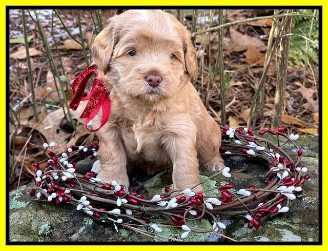 Hunnie Checkers Rebel 4 week old 421