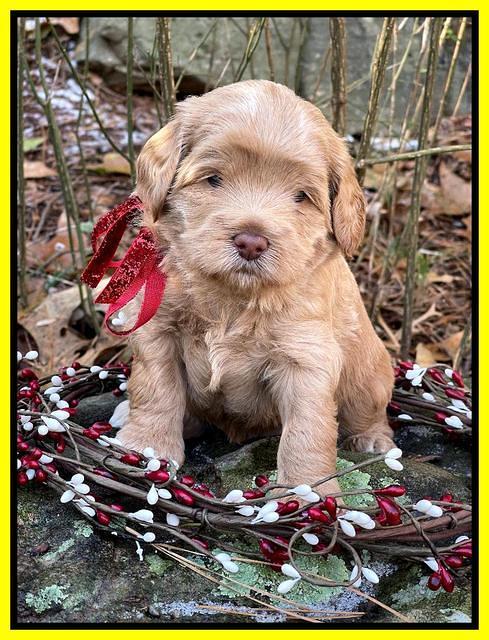 Hunnie Checkers Rebel 4 week old 431
