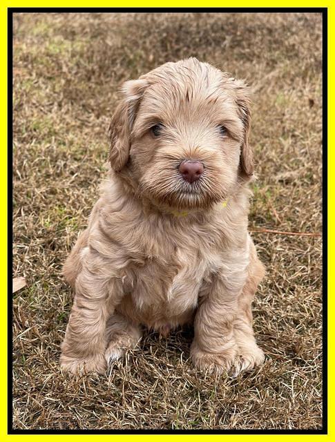 Hunnie Checkers Rebel 5 week old 291