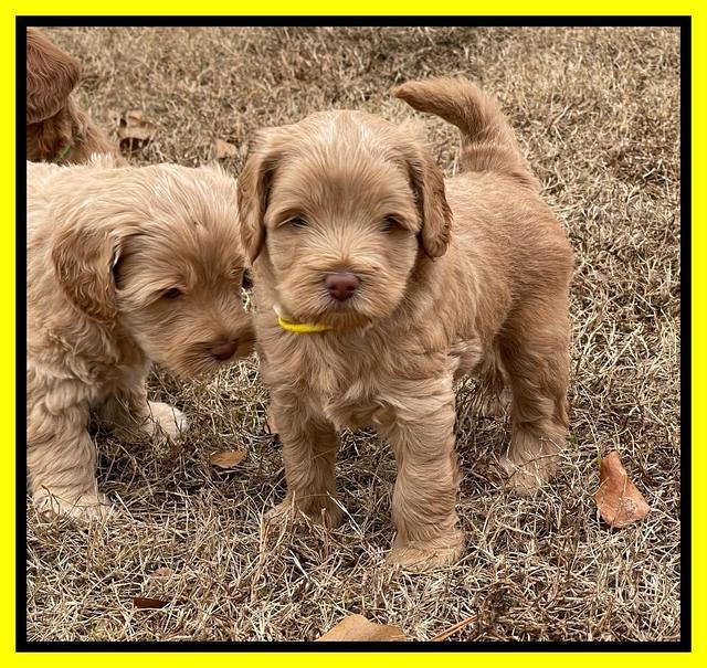 Hunnie Checkers Rebel 5 week old 301