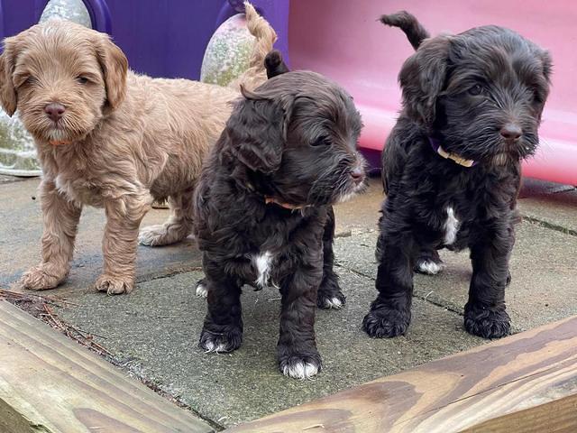 Hunnie Checkers Rebel 5 week old 311