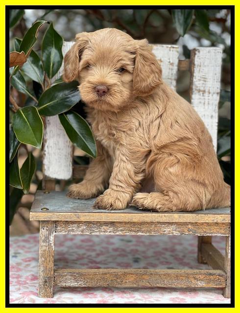 Hunnie Checkers Rebel 6 week old 321