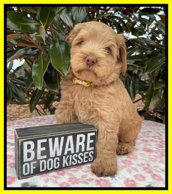 Hunnie Checkers Rebel 6 week old 351