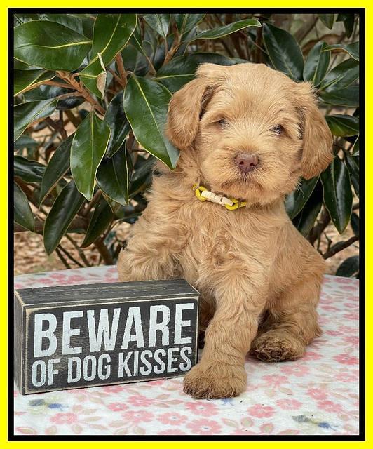 Hunnie Checkers Rebel 6 week old 371