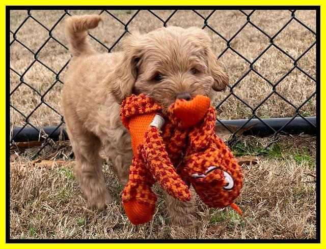 Hunnie Checkers Rebel 7 week old 301
