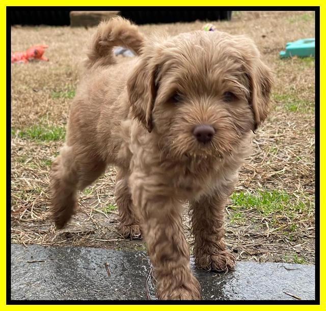 Hunnie Checkers Rebel 7 week old 311