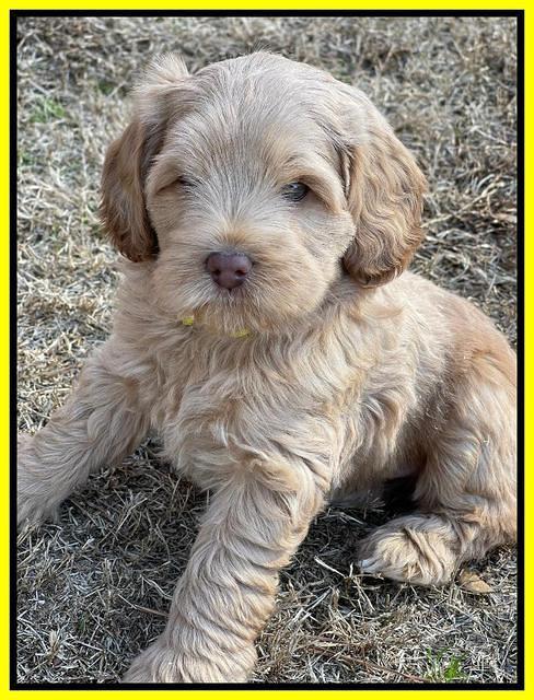 Hunnie Checkers Rebel 7 week old 321