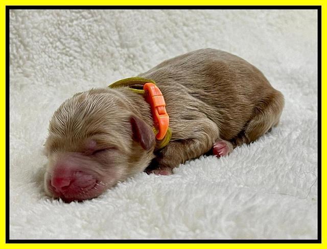 Hunnie Checkers Rebel Newborn 1 15