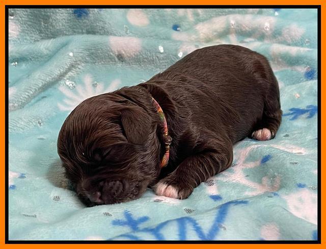 Hunnie Checkers Rebel 1 week old 211