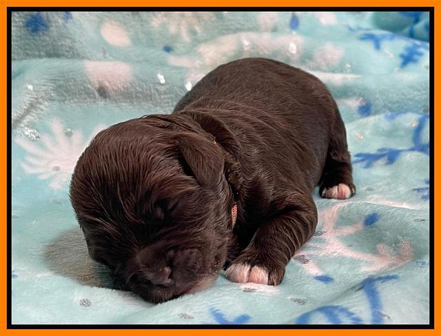 Hunnie Checkers Rebel 1 week old 221