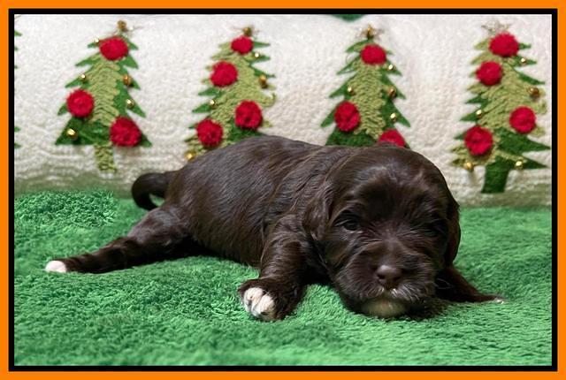 Hunnie Checkers Rebel 2 week old 251