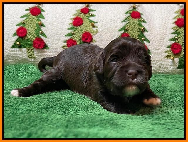 Hunnie Checkers Rebel 2 week old 261