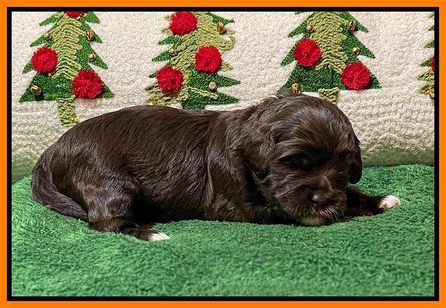 Hunnie Checkers Rebel 2 week old 281