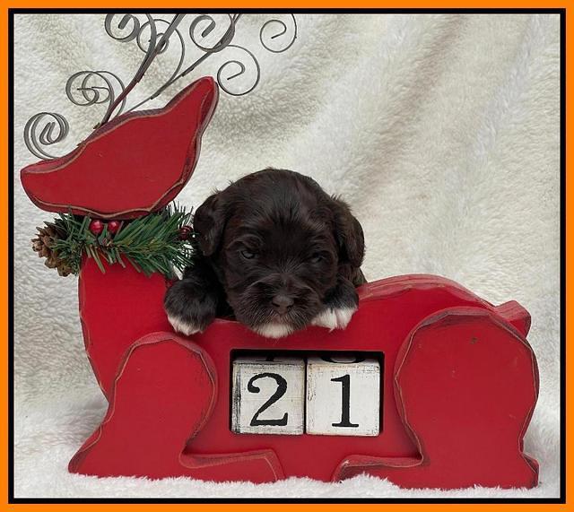 Hunnie Checkers Rebel 3 week old 341