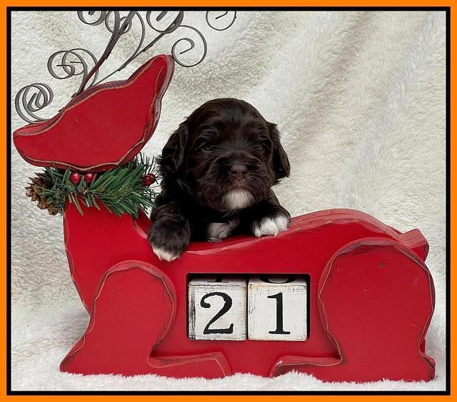 Hunnie Checkers Rebel 3 week old 351