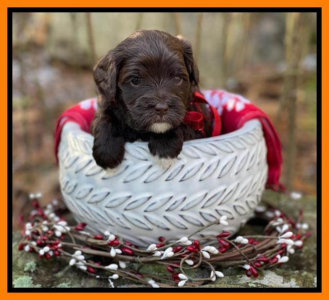 Hunnie Checkers Rebel 4 week old 461