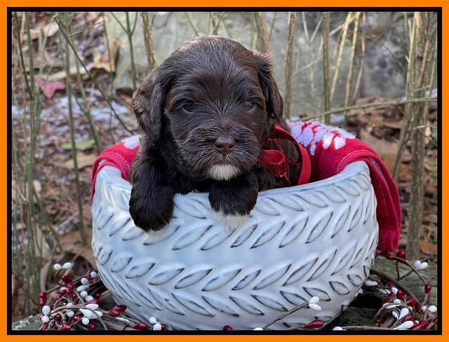 Hunnie Checkers Rebel 4 week old 471