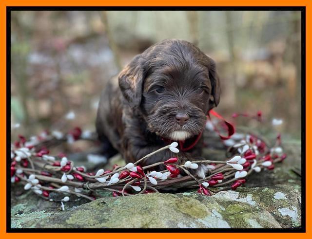 Hunnie Checkers Rebel 4 week old 521