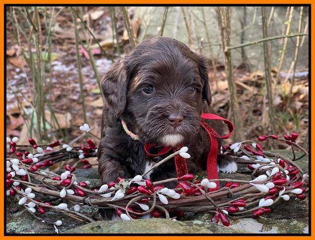 Hunnie Checkers Rebel 4 week old 531