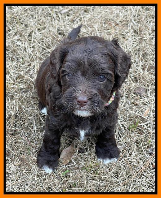 Hunnie Checkers Rebel 5 week old 361