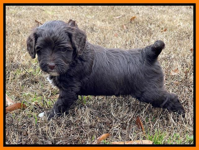 Hunnie Checkers Rebel 5 week old 401