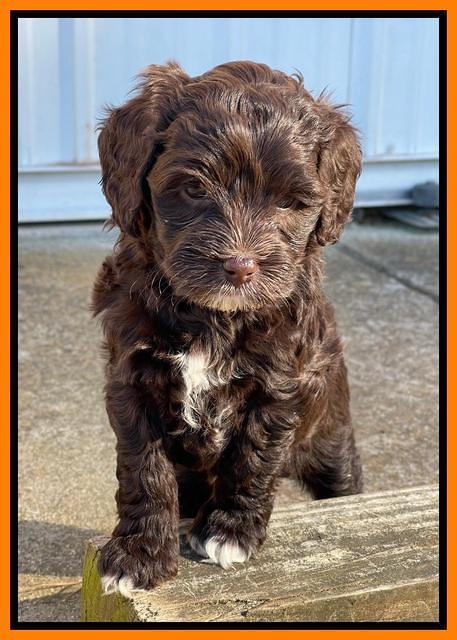 Hunnie Checkers Rebel 6 week old 381