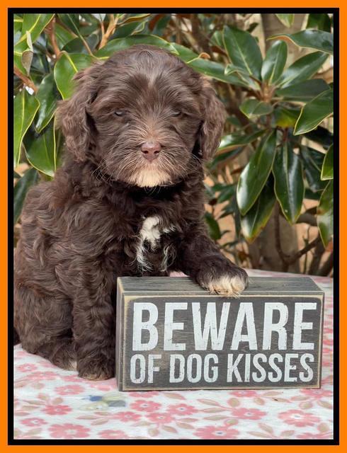 Hunnie Checkers Rebel 6 week old 391