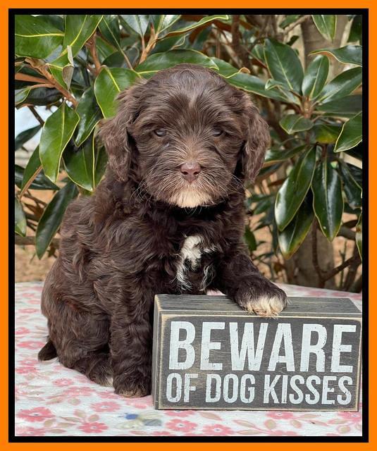 Hunnie Checkers Rebel 6 week old 401