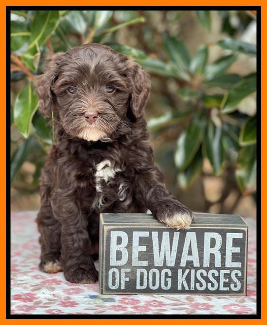 Hunnie Checkers Rebel 6 week old 411