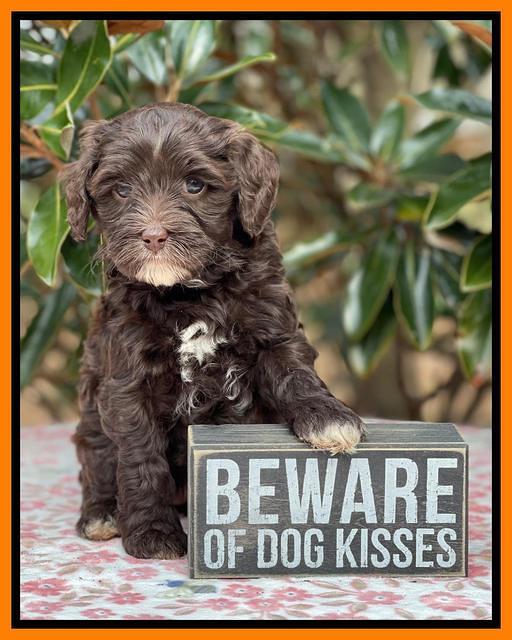 Hunnie Checkers Rebel 6 week old 421