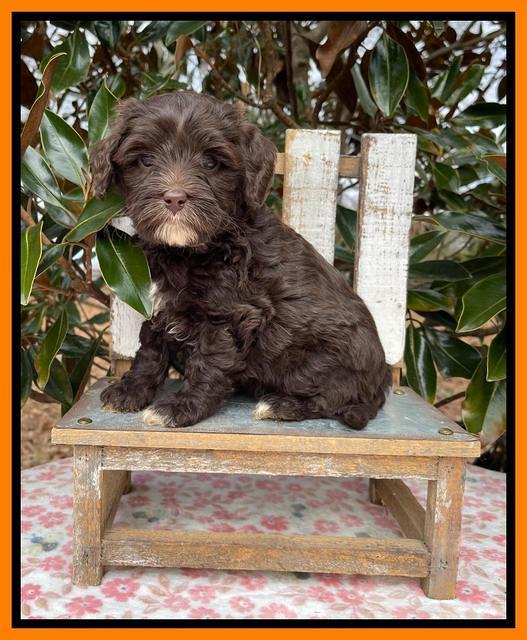 Hunnie Checkers Rebel 6 week old 431