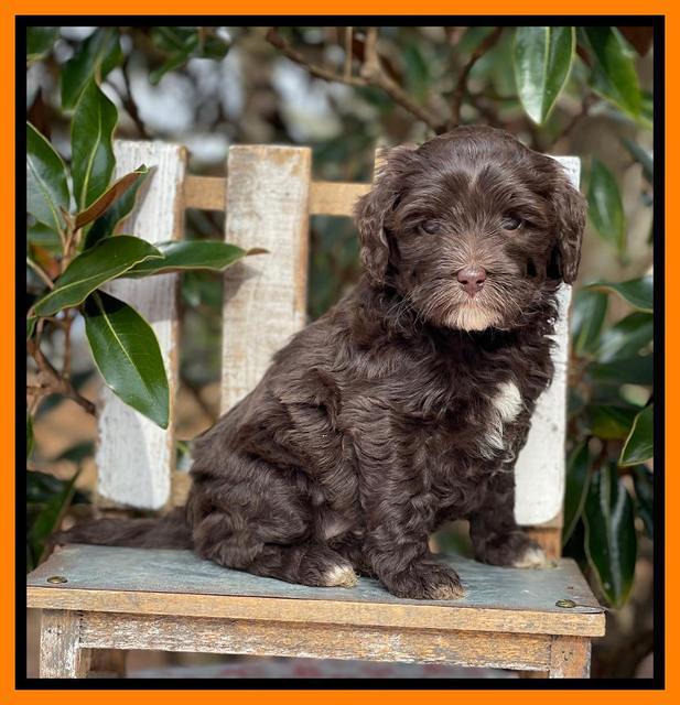 Hunnie Checkers Rebel 6 week old 441