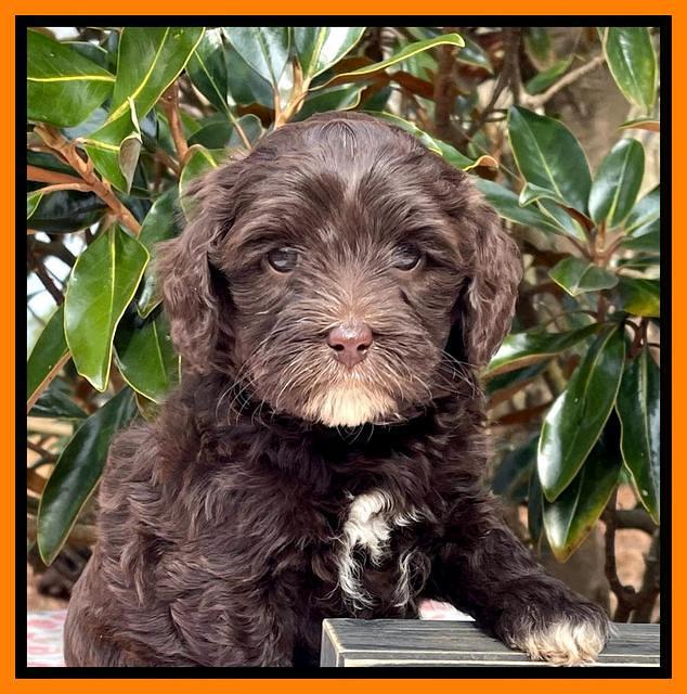 Hunnie Checkers Rebel 6 week old 461