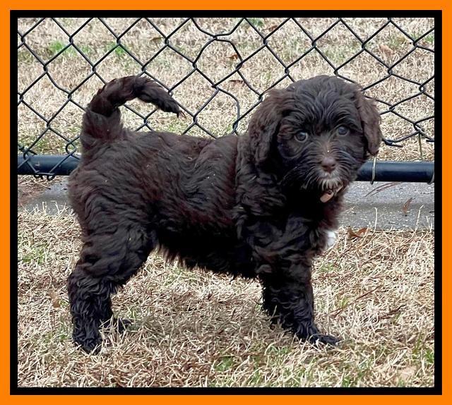 Hunnie Checkers Rebel 7 week old 341