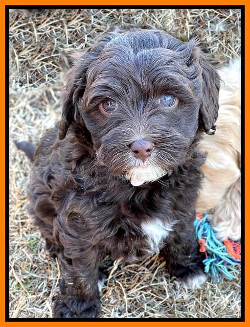 Hunnie Checkers Rebel 7 week old 361