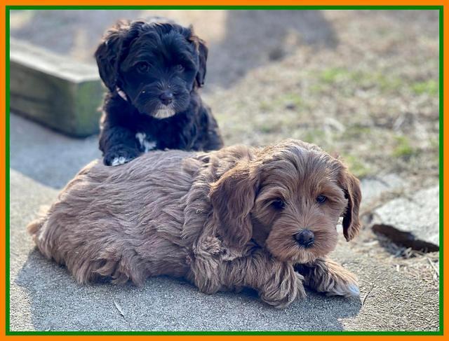 Hunnie Checkers Rebel 7 week old 381