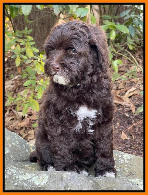 Hunnie Checkers Rebel 8 week old 31320