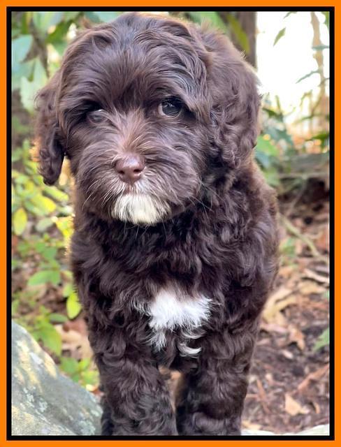 Hunnie Checkers Rebel 8 week old 41320
