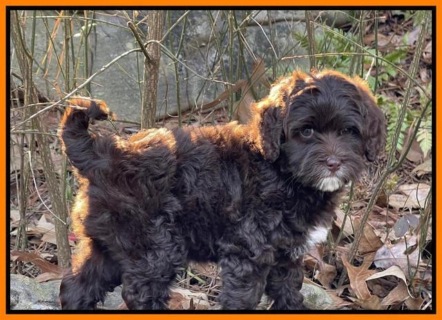 Hunnie Checkers Rebel 8 week old 51320