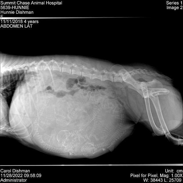 hunnie 2 preg xrays