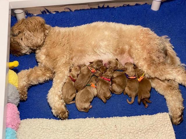 Hunnie Patrick Parson Newborn 31