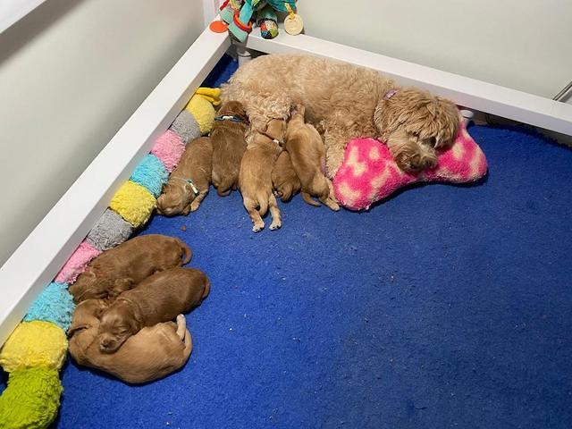 Hunnie Patrick Parson pups 3 wks old 301