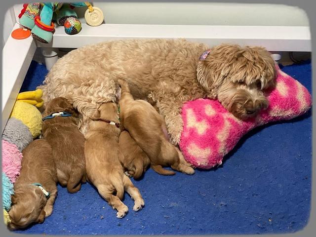Hunnie Patrick Parson pups 3 wks old 311
