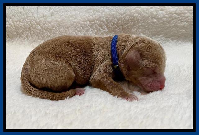 Hunnie Patrick Parson Newborn 51