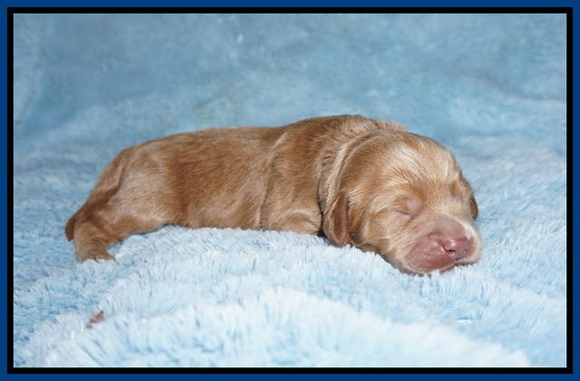 Hunnie Patrick Parson pups 1 wk old 21
