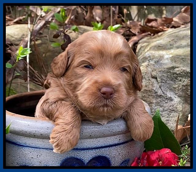 Hunnie Patrick Parson pups 3 wks old 21